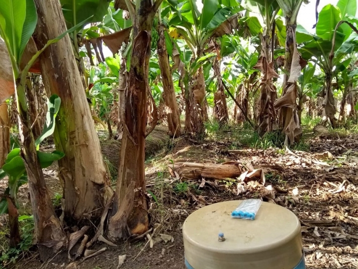 Idade da plantação de banana e manejo afetam as emissões de gases de efeito estufa