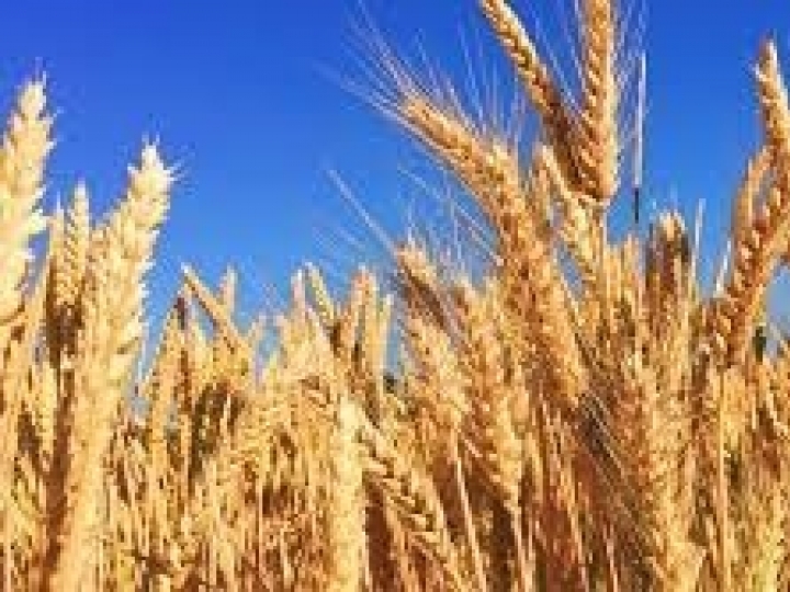 O futuro do trigo no Brasil