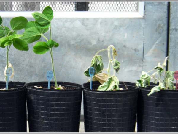 À esquerda, soja HB4 e à direita, soja convencional, submetidas ao mesmo índice de estresse hídrico. Crédito para: Bioceres Crop Solutions 