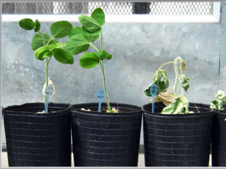 Cultivos tolerantes à seca