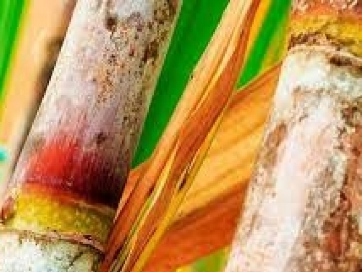 Linha Cana da Corteva Agriscience investe em conteúdo para o produtor de cana-de-açúcar 