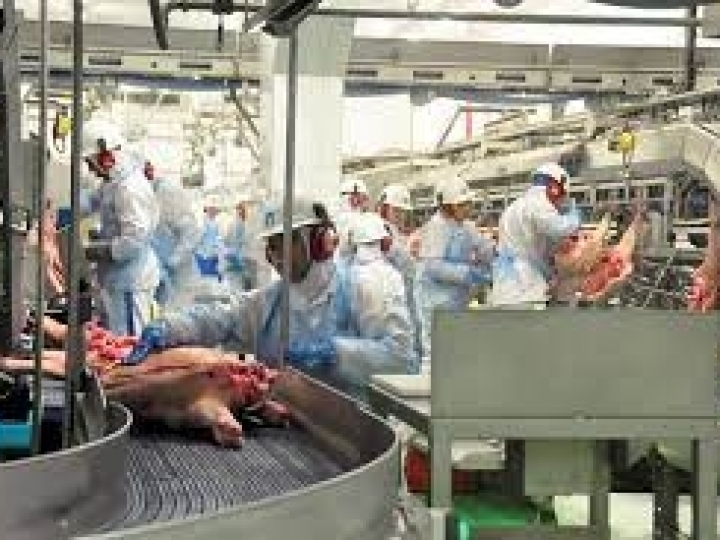 Suspensão de tarifas de importação da Coreia do Sul pode impulsionar importações brasileiras de suínos