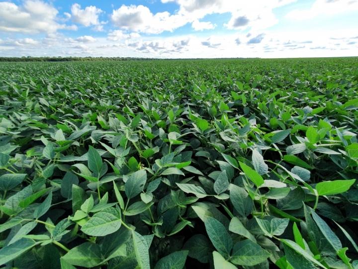 Tecnologia reduz impactos da fitotoxidade no cultivo da soja