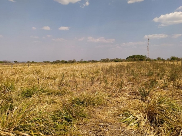 Na pesquisa, foram observadas a redução da infestação de plantas daninhas e da ocorrência de buva (Conyza sumatrensis), espécie que possui indivíduos resistentes ao herbicida glifosato. Foto: Robélio Marchão