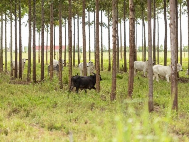 Linhas de crédito do Plano Safra auxiliam no fomento da sustentabilidade 