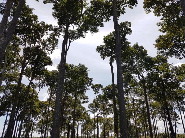 Recomendação de espaçamento da castanheira melhora produção de madeira em plantios