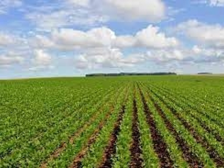 Novas tecnologias permitem Conab ampliar mapeamento de áreas agrícolas cultivadas