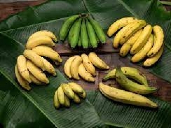 Práticas de manejo e idade do bananal afetam emissões de gases de efeito estufa