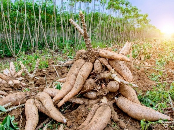 APTA realiza Dia de Campo voltado à mandioca de indústria no Oeste Paulista