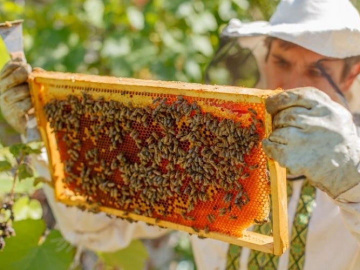  A Escola de Apicultura promove o 1º Congresso Premium de Apicultura