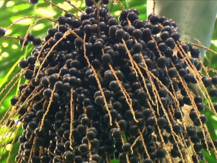 Comissões Regionais da Baixada Santista e Vale do Ribeira discutem segurança alimentar   