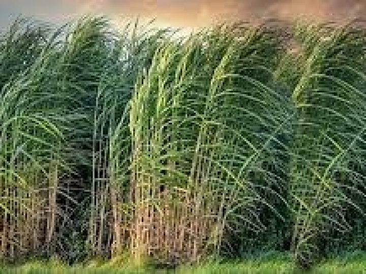 Conab realiza pesquisa de campo sobre cana-de-açúcar