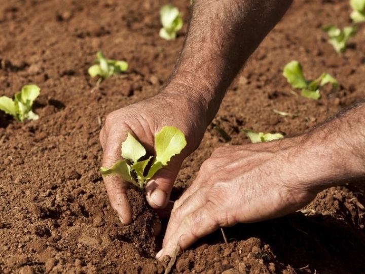 Mais de 1.500 agricultores familiares irão receber Garantia-Safra em julho