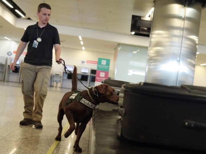 Viagens internacionais exigem atenção aos produtos agropecuários que vêm na bagagem