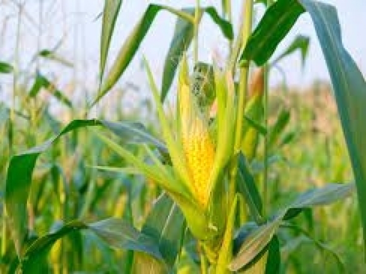 Agricultores do Brasil colhem quase um terço do milho 2ª safra, dizem analistas