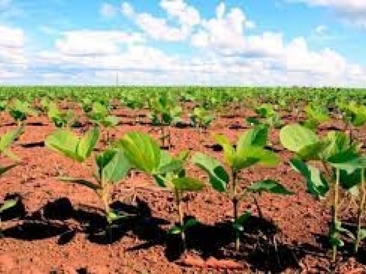 Agricultores familiares também buscam por certificação RTRS de soja sustentável 