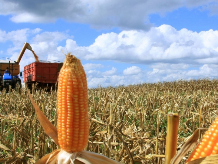 Segunda safra de milho teve aumento de 73,6% na produção