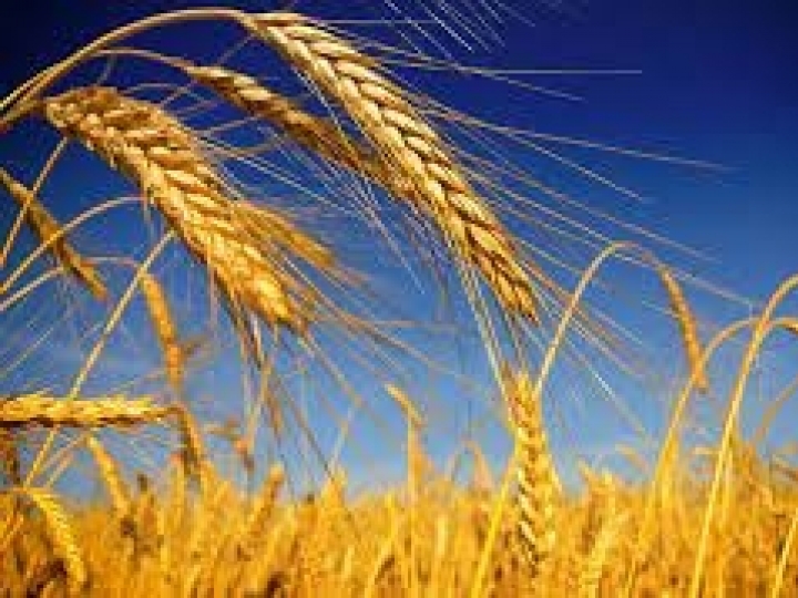 Congresso do Trigo debate o mercado e os desafios do setor moageiro no Brasil