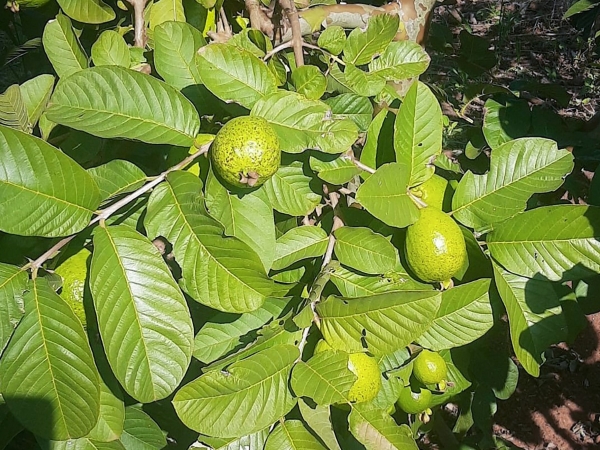 Manchas nos frutos motiva a busca de ajuda da Unoeste . Foto: Divulgação