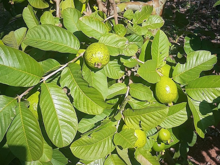 Agronomia atende demanda de produtores de goiaba em Taciba