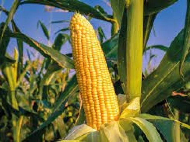 Escolha do híbrido se torna diferencial para a produção de milho verde e pamonha