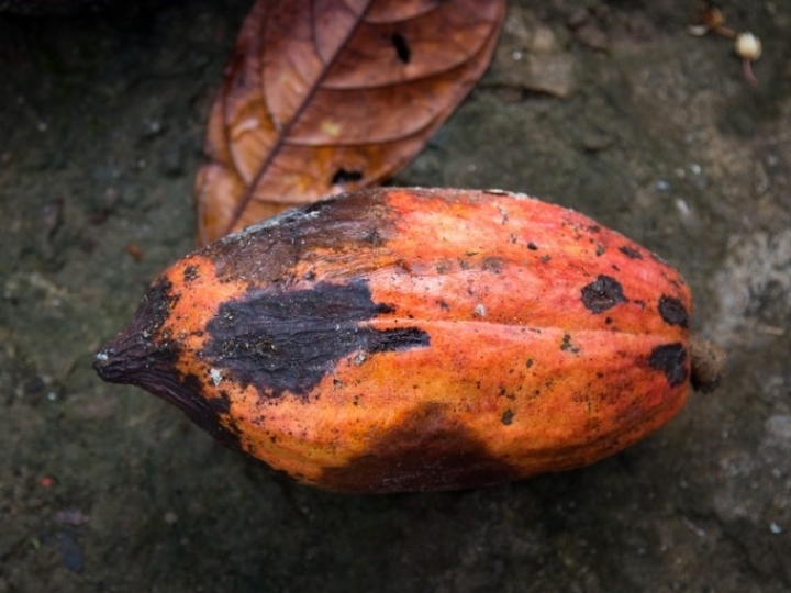 Tecnologia auxilia produtores na identificação de novas doenças e pragas no cacaueiro