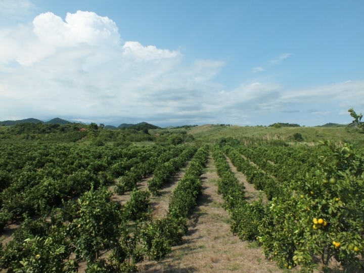 Ciência ajuda laranjas da região fluminense de Tanguá a conquistar selo de Indicação Geográfica