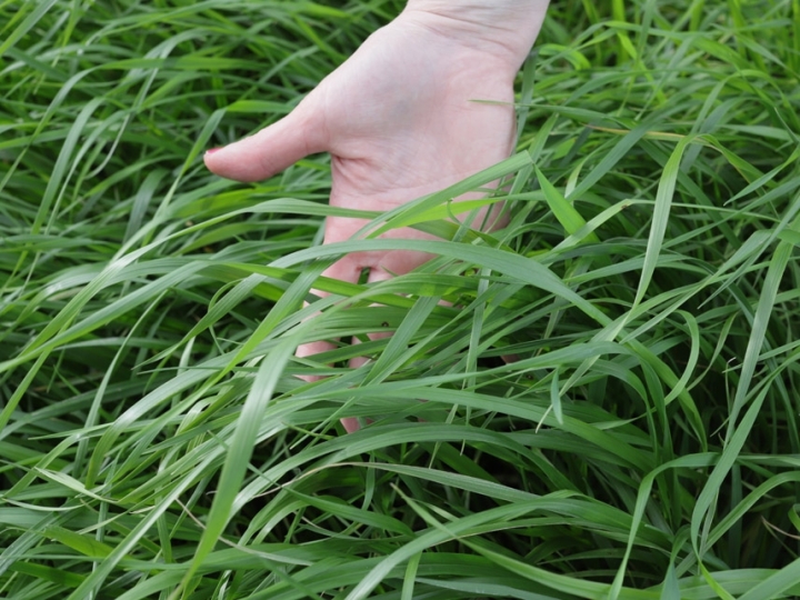 Pesquisadores desenvolvem cultivar mais produtiva de capim azevém