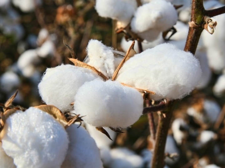 VBP estimado para 2022 chega a R$ 1,220 trilhão