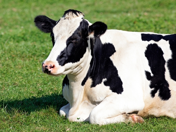 Uso de enzimas exógenas se firma cada vez mais como solução importante para nutrição de vacas leiteiras.  Foto: Divulgação