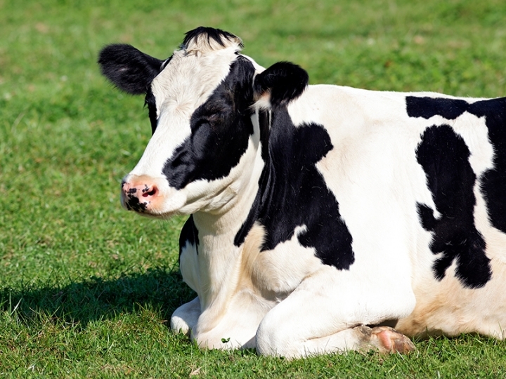 Uso de enzimas exógenas se firma cada vez mais como solução importante para nutrição de vacas leiteiras