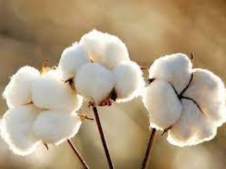 Conab prevê produção de 308 milhões de toneladas na safra 2023/22 impulsionada pela boa rentabilidade de milho, soja e algodão