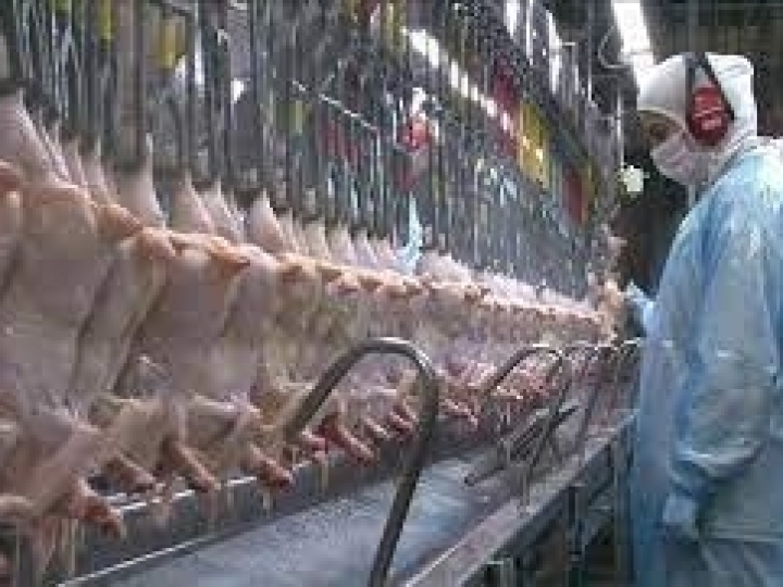 Exportações de carne de frango crescem 6% em 2022