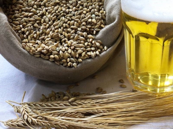 Grãos precisam atingir qualidade para a produção de malte cervejeiro. Foto: Luiz Magnante