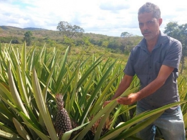Assentados esperam colher 100 toneladas de abacaxi no biênio de 2022 e 2023. Foto: Incra/BA