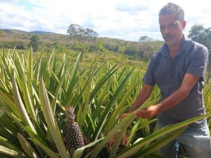 Assentamento na Bahia é destaque na produção de abacaxi