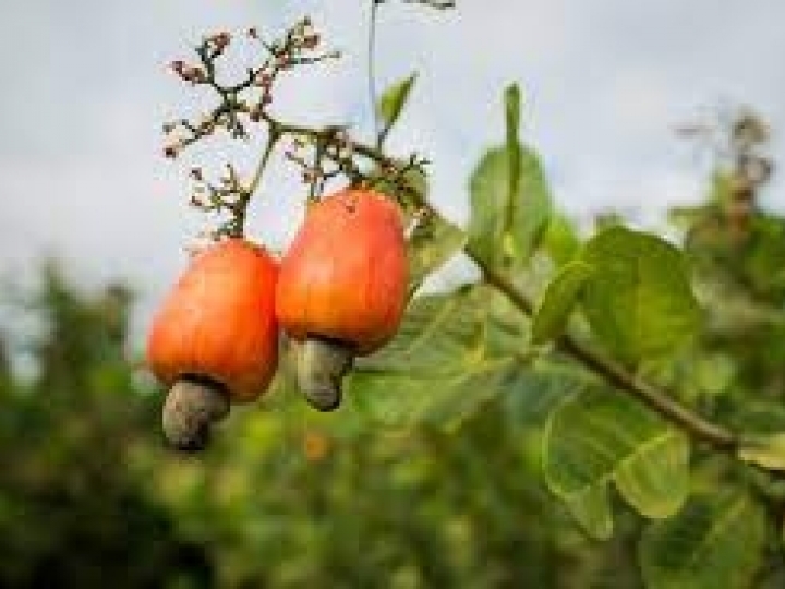 Testes validam características sensoriais de fibra de caju desidratada