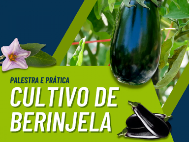 Especialistas apresentam técnicas adequadas de manejo no cultivo de berinjela