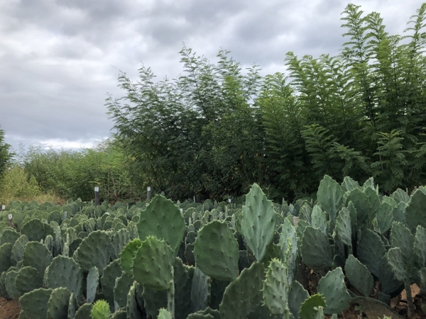 Plantas irrigadas com água de reúso alcançaram quase o dobro de produção - Foto: Fernanda Birolo
