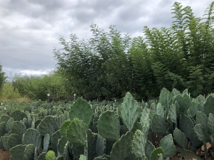 Biofiltro reaproveita água doméstica para produção de alimentos e forragem