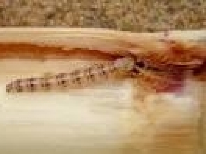 Raízen realiza workshop para manejo da broca da cana em Ribeirão Preto (SP) 