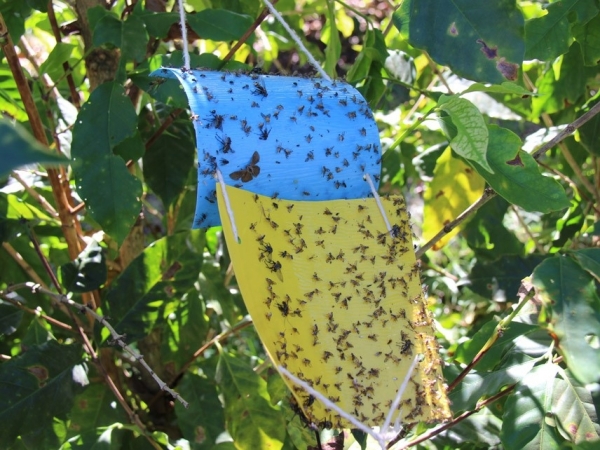 O conhecimento sobre a sequência genômica da minúscula mariposa, de apenas um milímetro de comprimento mas capaz de comprometer plantações, favorece seu controle. Foto: Adilson Werneck
