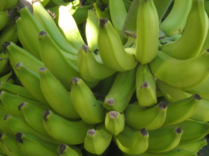 Plantas de cobertura são hospedeiras do fungo causador da fusariose da bananeira