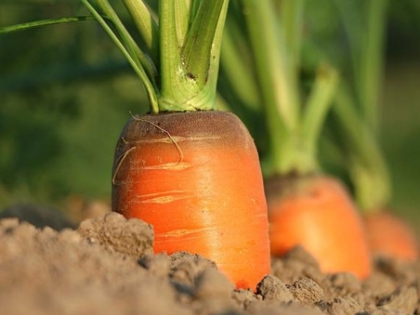 Cientistas ligados ao Centro de Desenvolvimento de Materiais Funcionais da UFSCar desenvolvem e testam nanomateriais que potencializam o efeito de bactérias promotoras de crescimento vegetal (foto: Svklimkin/Pixabay)