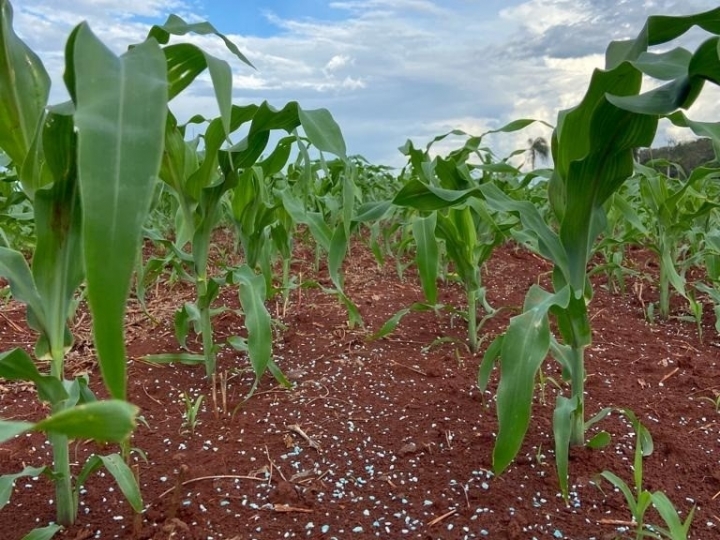 Novo fertilizante mineral misto fornece boro com fonte de liberação gradual e rápida