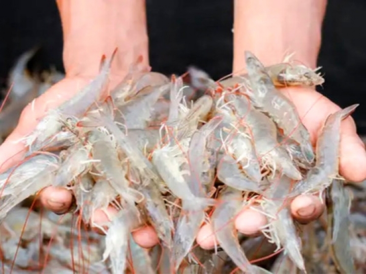 Instituto de Pesca estuda viabilidade técnica e econômica para produzir camarão marinho no interior de SP