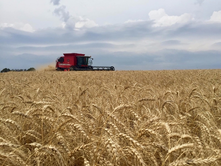 Adoção de boas práticas pode aumentar a produção de trigo em 1,5 milhão de toneladas no Brasil