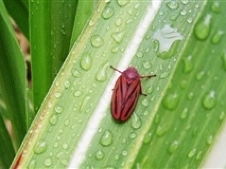 FMC anuncia novo modo de ação para controle da cigarrinha da cana