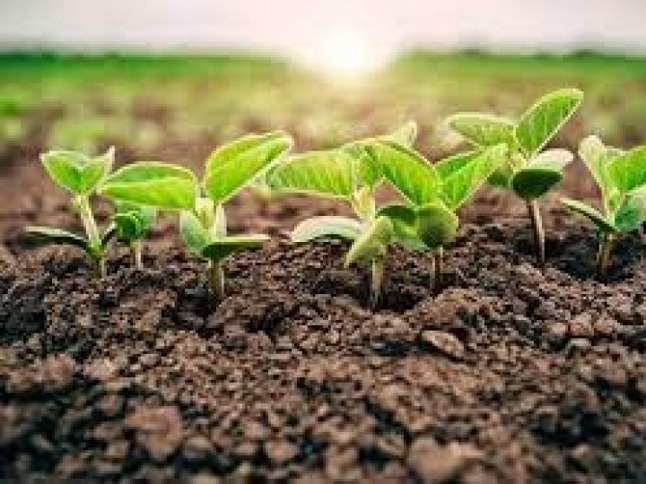 Produção de soja pode atingir 126 sacas por hectare com manejo nutricional adequado