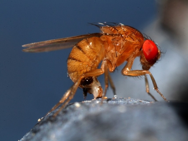 A drosófilla-da-asa-manchada é uma praga exótica identificada no Brasil em 2013. Ela atinge diversos cultivos, em especial pomares de pequenas frutas, podendo gerar perdas de até 100% da produção. Foto: Paulo Lanzetta